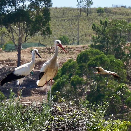 בית נופש Casa Martim Sao Romao (Faro)