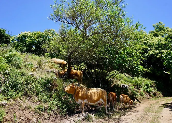 Casa Martim Дом отдыха Sao Romao (Faro)