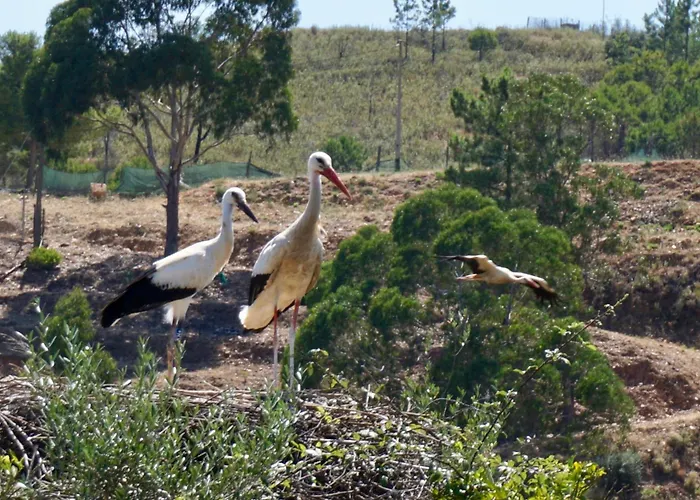 בית נופש Casa Martim Sao Romao (Faro)